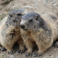 Two alpine marmots sit close together on the ground, their thick fur blending with the earthy surroundings. They appear alert and cozy, with their heads slightly tilted toward each other.