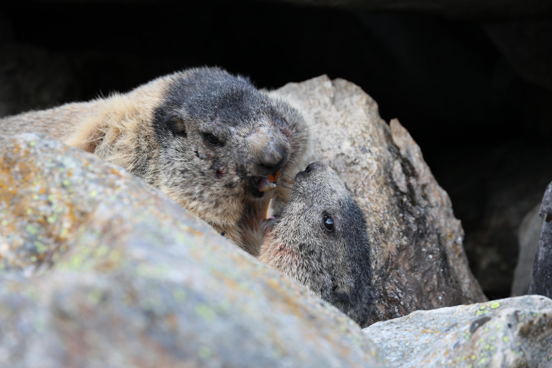 Two alpine marmots are playfully wrestling among large rocks, their faces close together and fur blending with the stony background. The scene captures a lively moment of interaction between the marmots in their natural habitat.