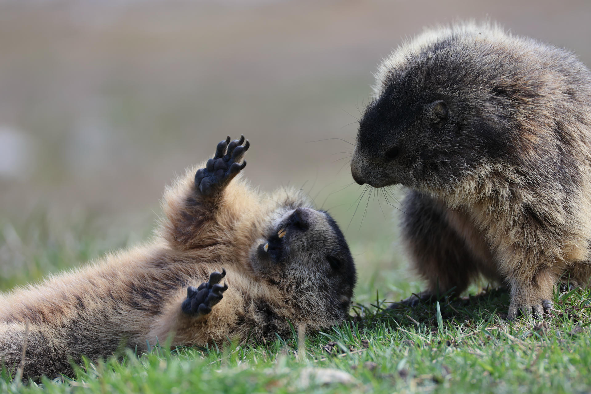 Two alpine marmots are on grassy ground, with one lying on its back and the other leaning in close, as if pausing after playful wrestling. Their fur appears thick and soft, and the scene captures a moment of interaction and curiosity.