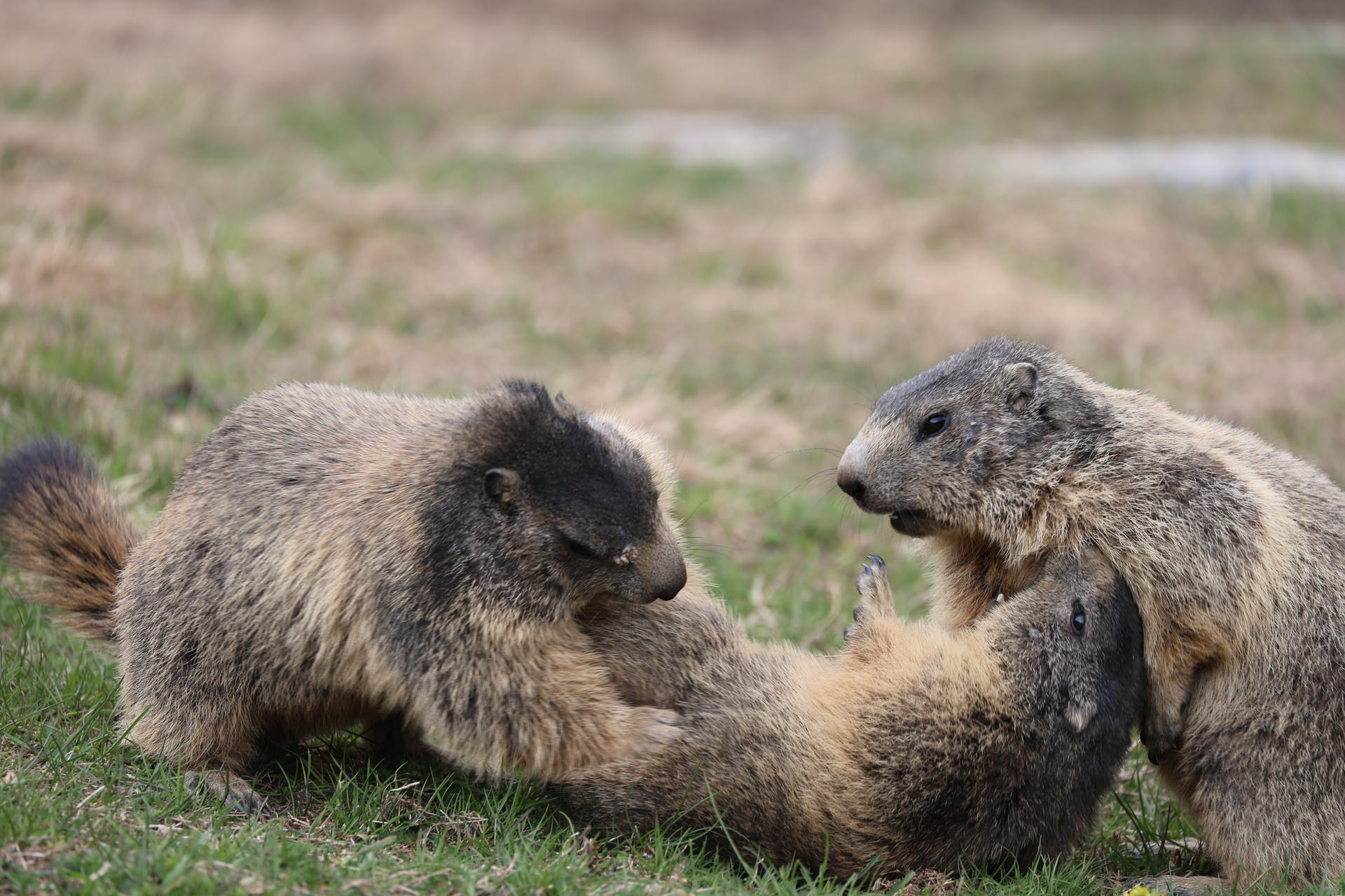 Three alpine marmots are playfully interacting on grassy ground, with one lying on its back while the other two lean over it. Their thick fur and rounded bodies are clearly visible against the blurred natural background.