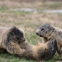 Three alpine marmots are playfully interacting on grassy ground, with one lying on its back while the other two lean over it. Their thick fur and rounded bodies are clearly visible against the blurred natural background.
