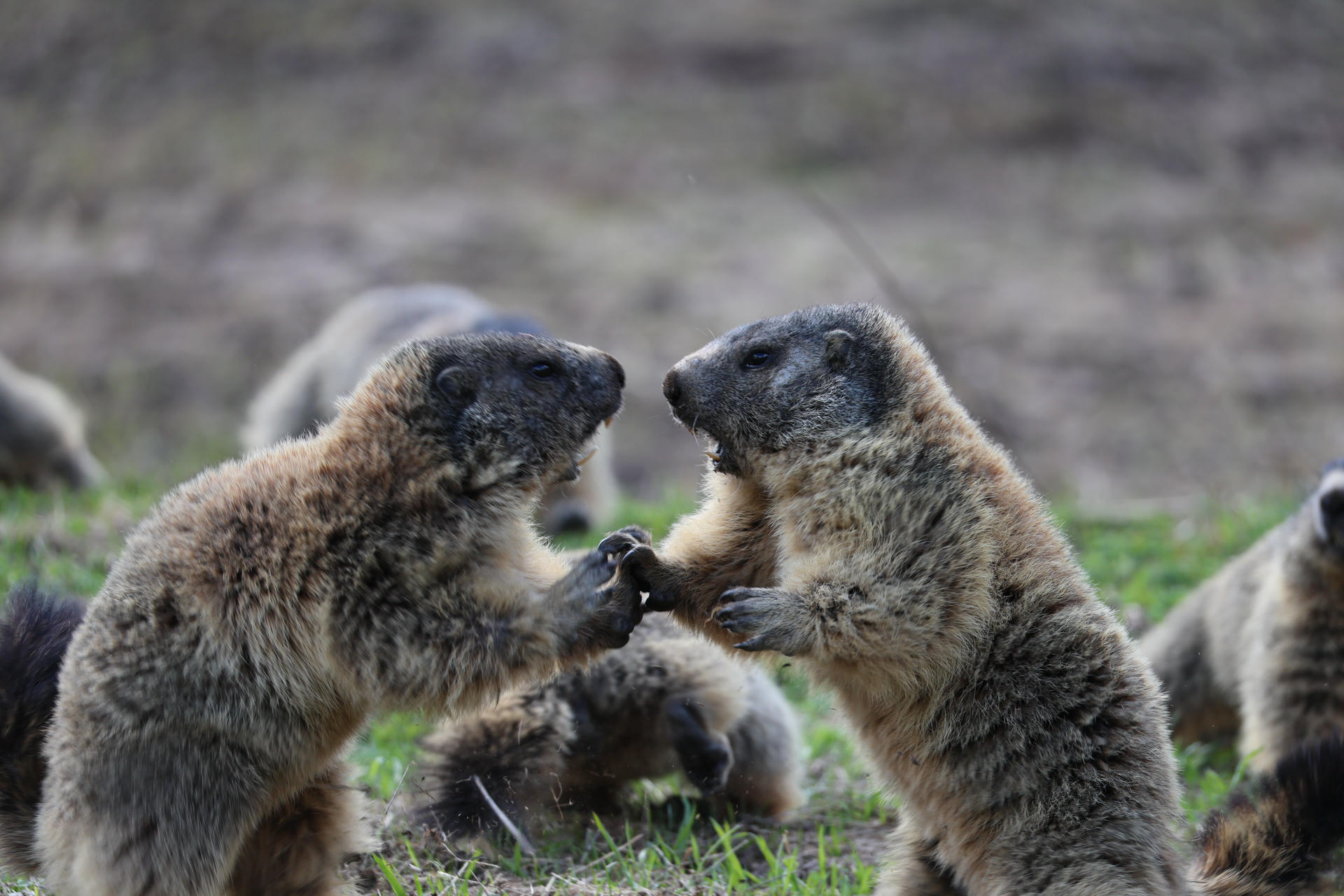 Two alpine marmots are standing on their hind legs, facing each other and playfully wrestling with their front paws. The background is natural and slightly blurred, with another marmot visible behind them.