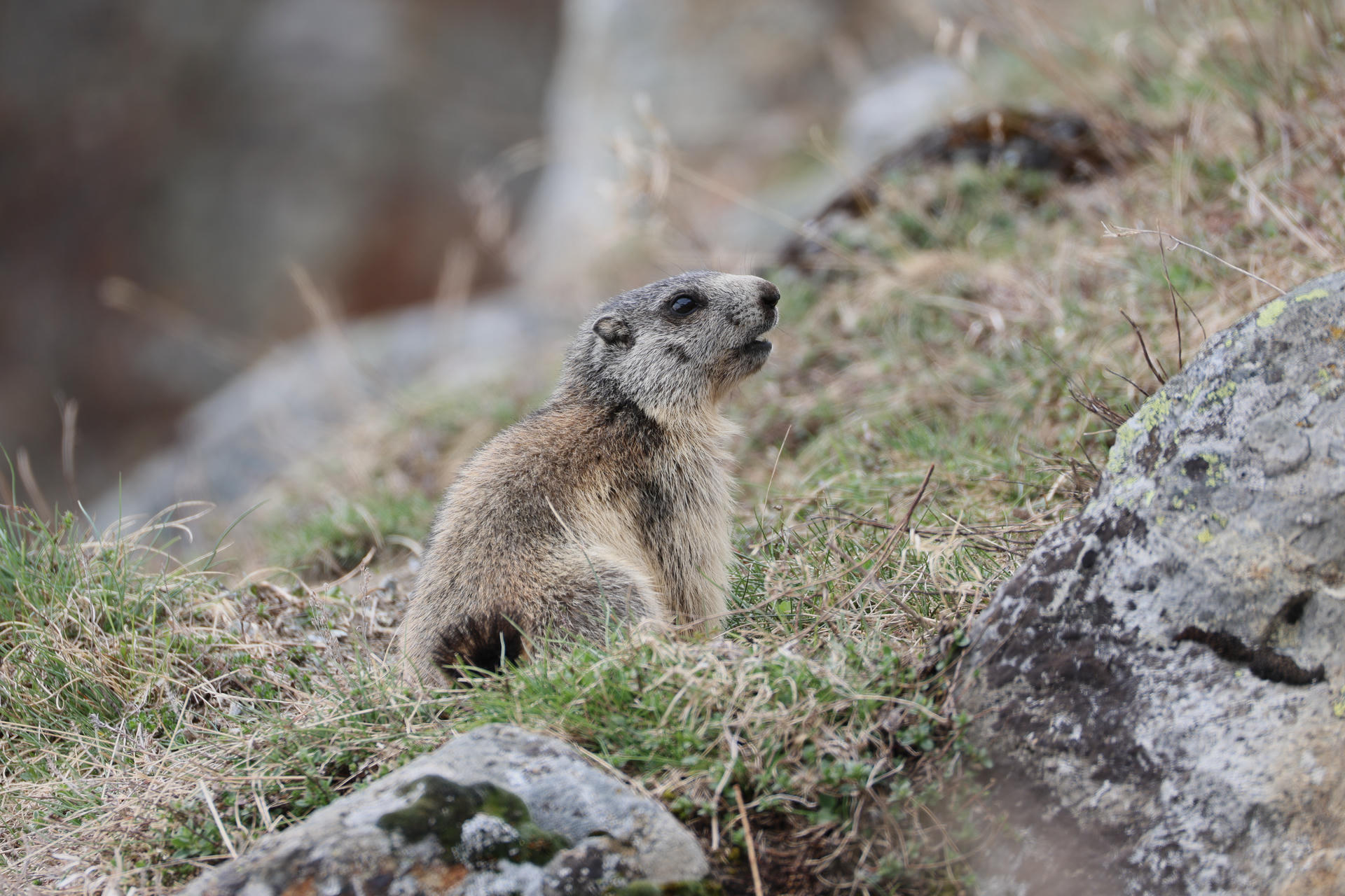 A young alpine marmot sits on grassy ground, its fur a mix of brown and gray, with its head turned slightly to the side. The background is blurred, drawing attention to the marmot's alert expression and soft, fluffy coat.