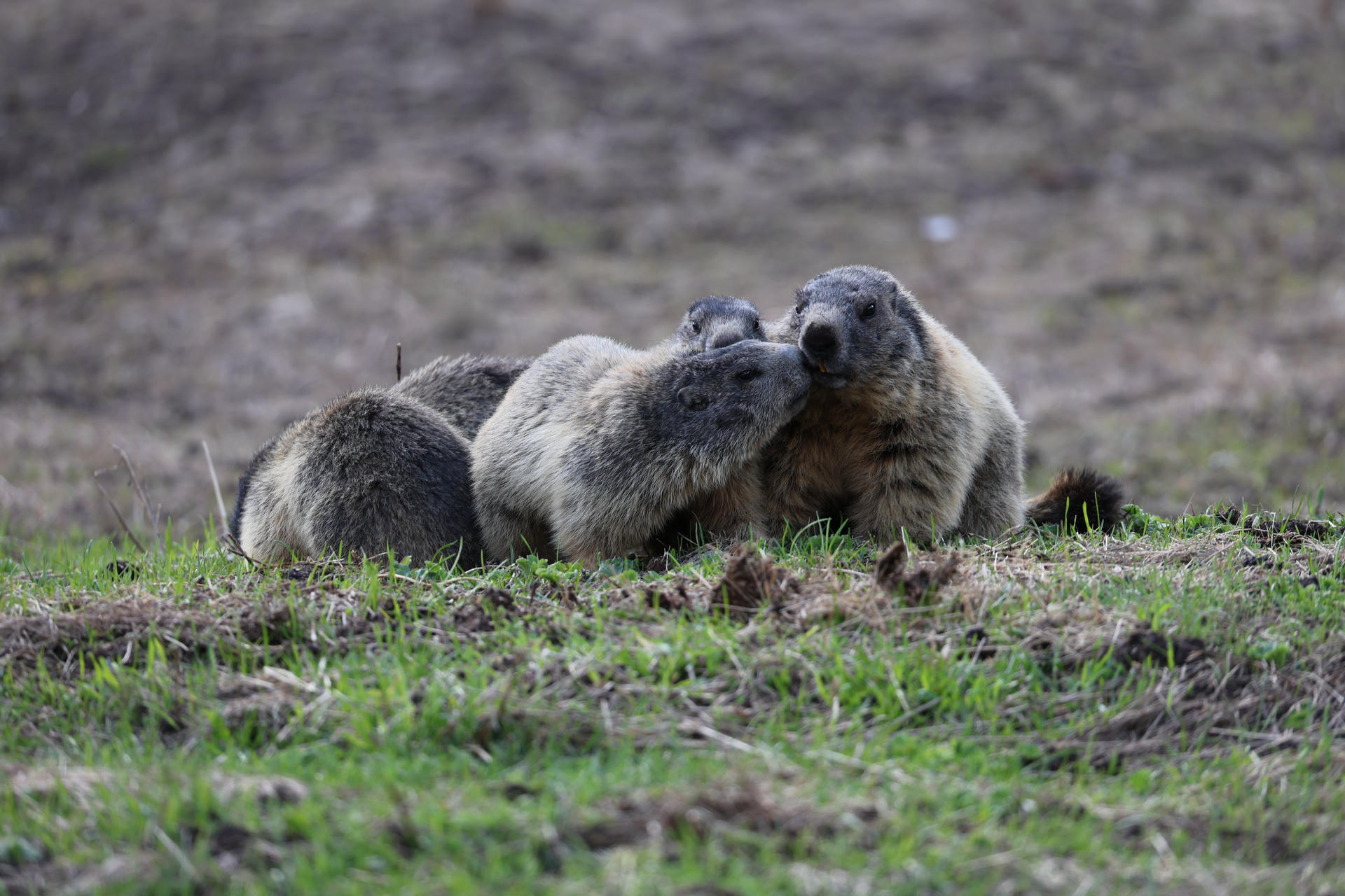 Five alpine marmots huddle closely together on a patch of green grass, with two appearing to nuzzle each other affectionately. The background is a blurred, earthy landscape, drawing focus to the marmots' furry bodies and social interaction.