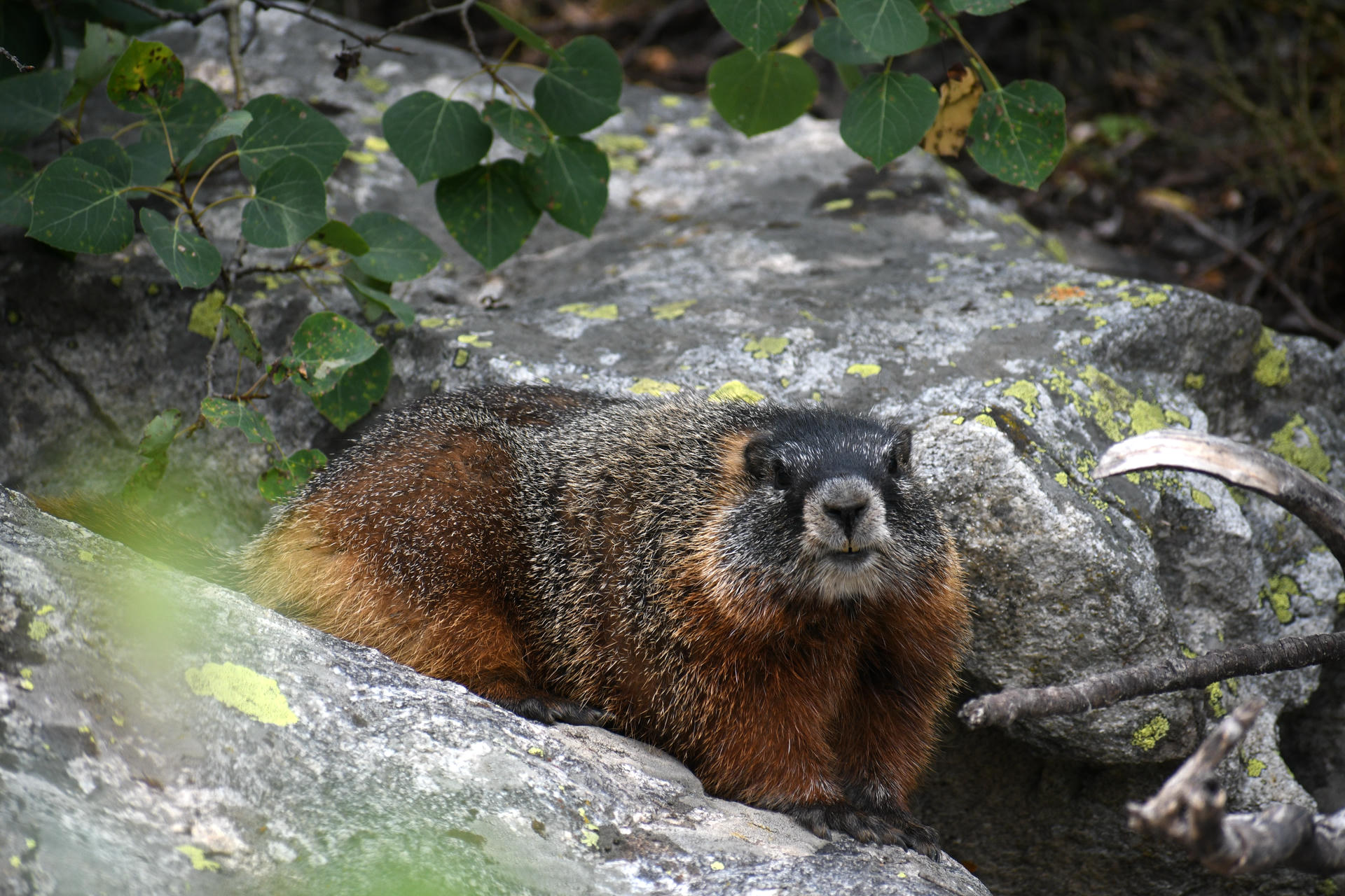 A marmot with a thick, brown and gray fur coat is resting on a large rock, surrounded by green leaves and natural foliage. The animal is looking directly at the camera, appearing alert in its rocky habitat.