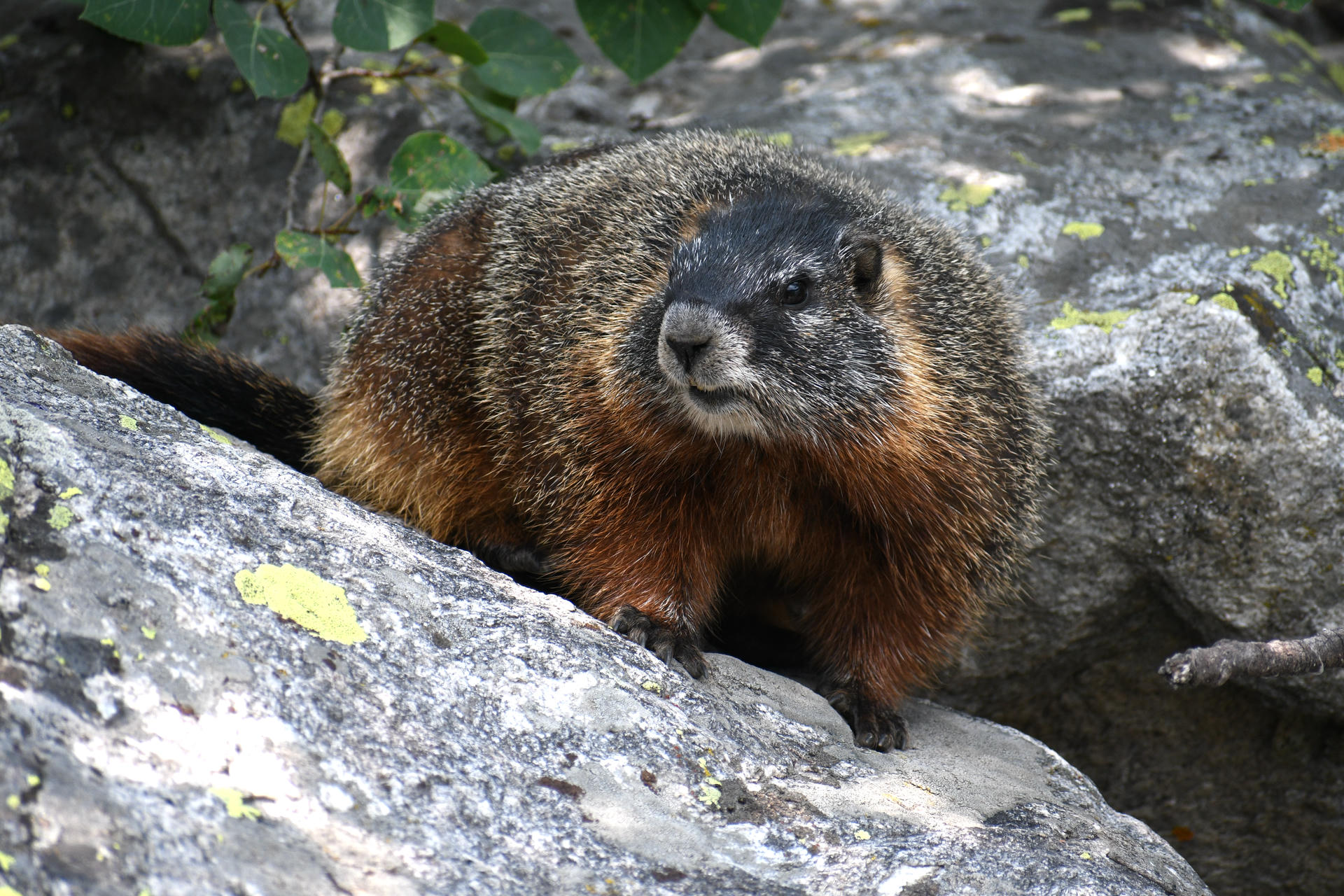 A marmot with thick, brown and gray fur is perched on a large rock, surrounded by leafy branches and natural outdoor scenery. The marmot appears alert, gazing slightly to the side.