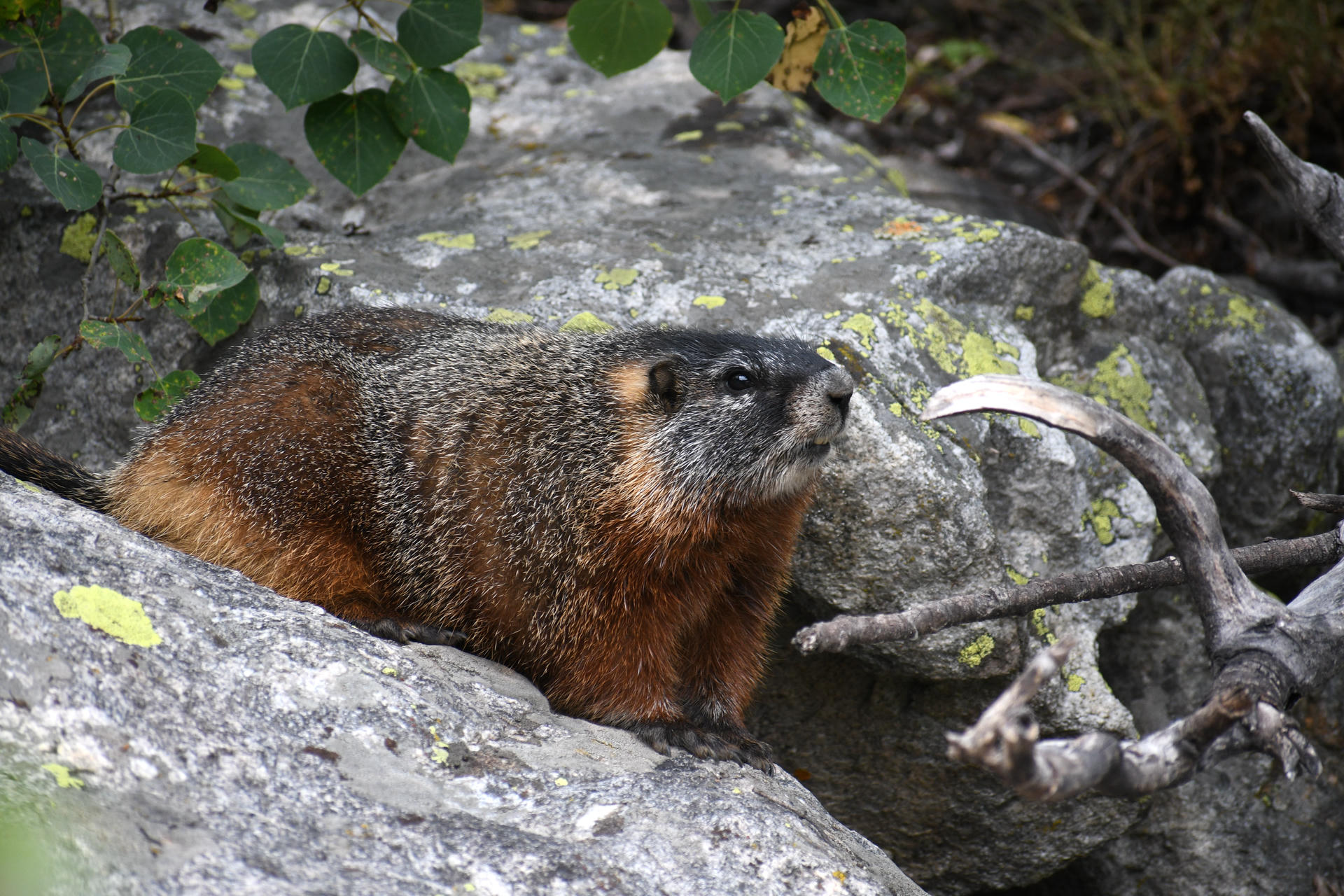 A marmot with brown and gray fur is resting on a large rock, surrounded by green leaves and natural outdoor scenery. The marmot appears alert, gazing off to the side.