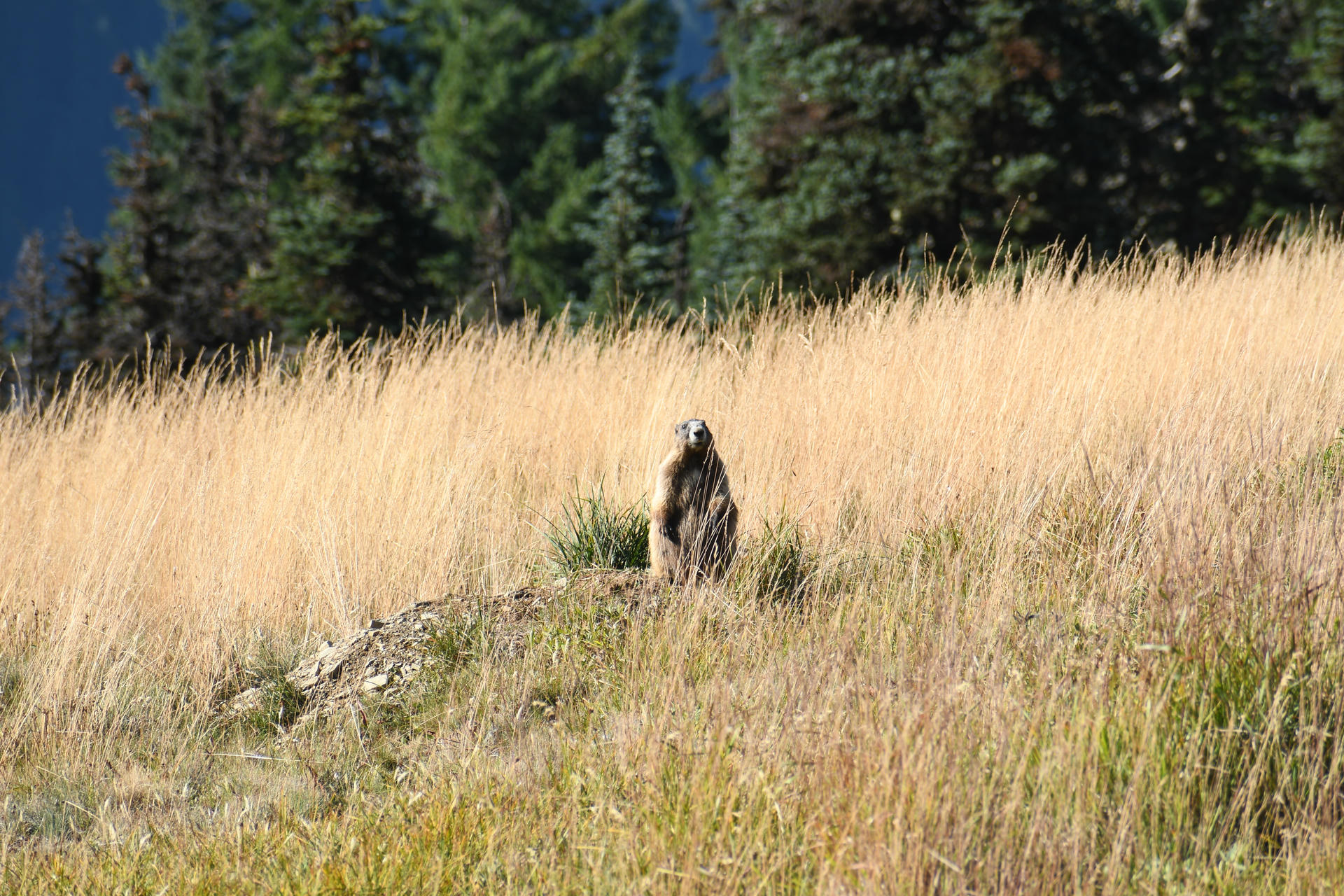 An Olympic marmot stands upright in a field of tall, golden grasses, blending into its natural surroundings. The marmot appears alert, with its head raised and front paws held close to its chest.