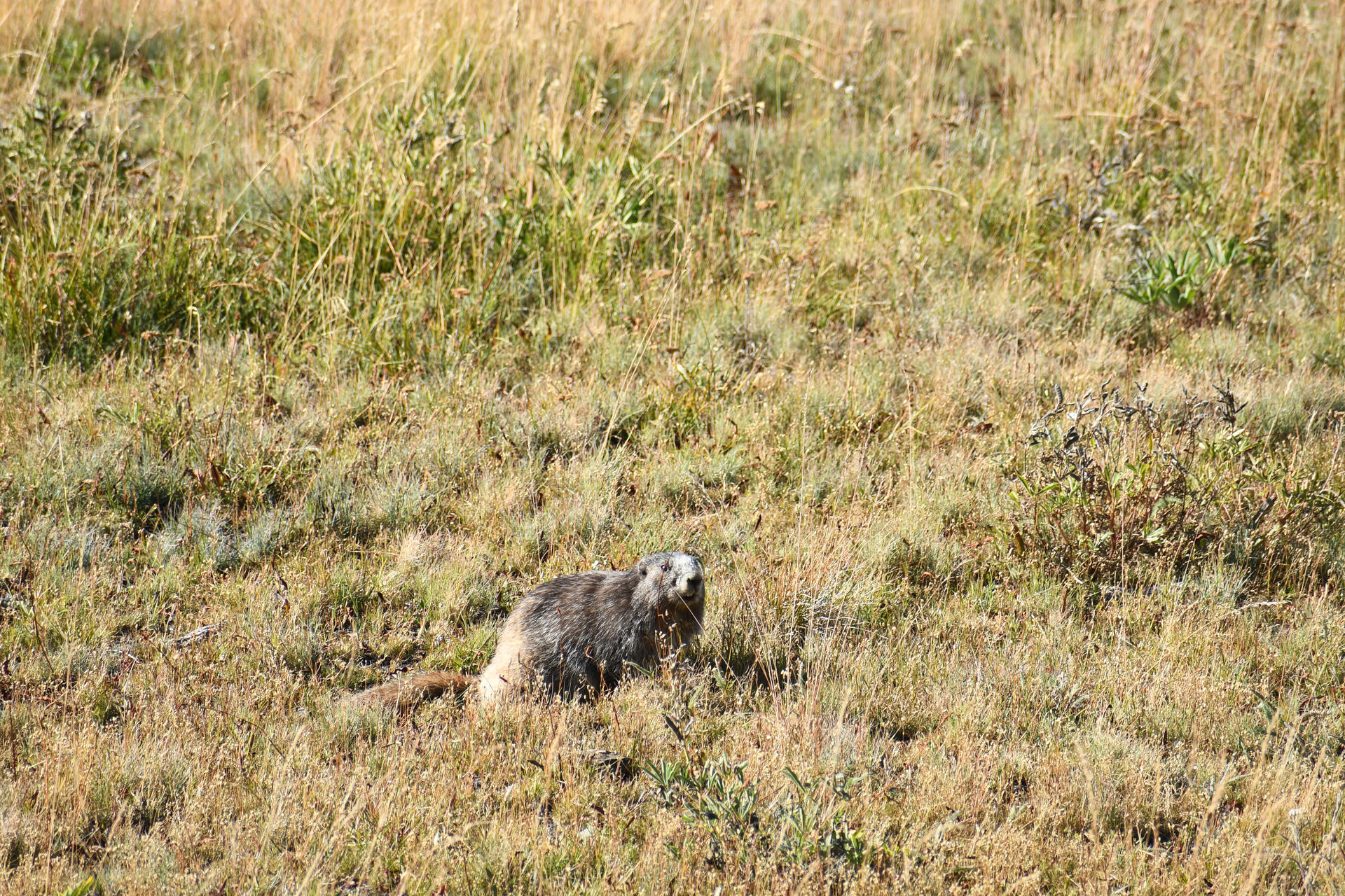 An Olympic marmot sits upright in a grassy field, its thick fur blending with the dry, golden vegetation around it. The marmot appears alert, with its head raised and facing slightly to the right.