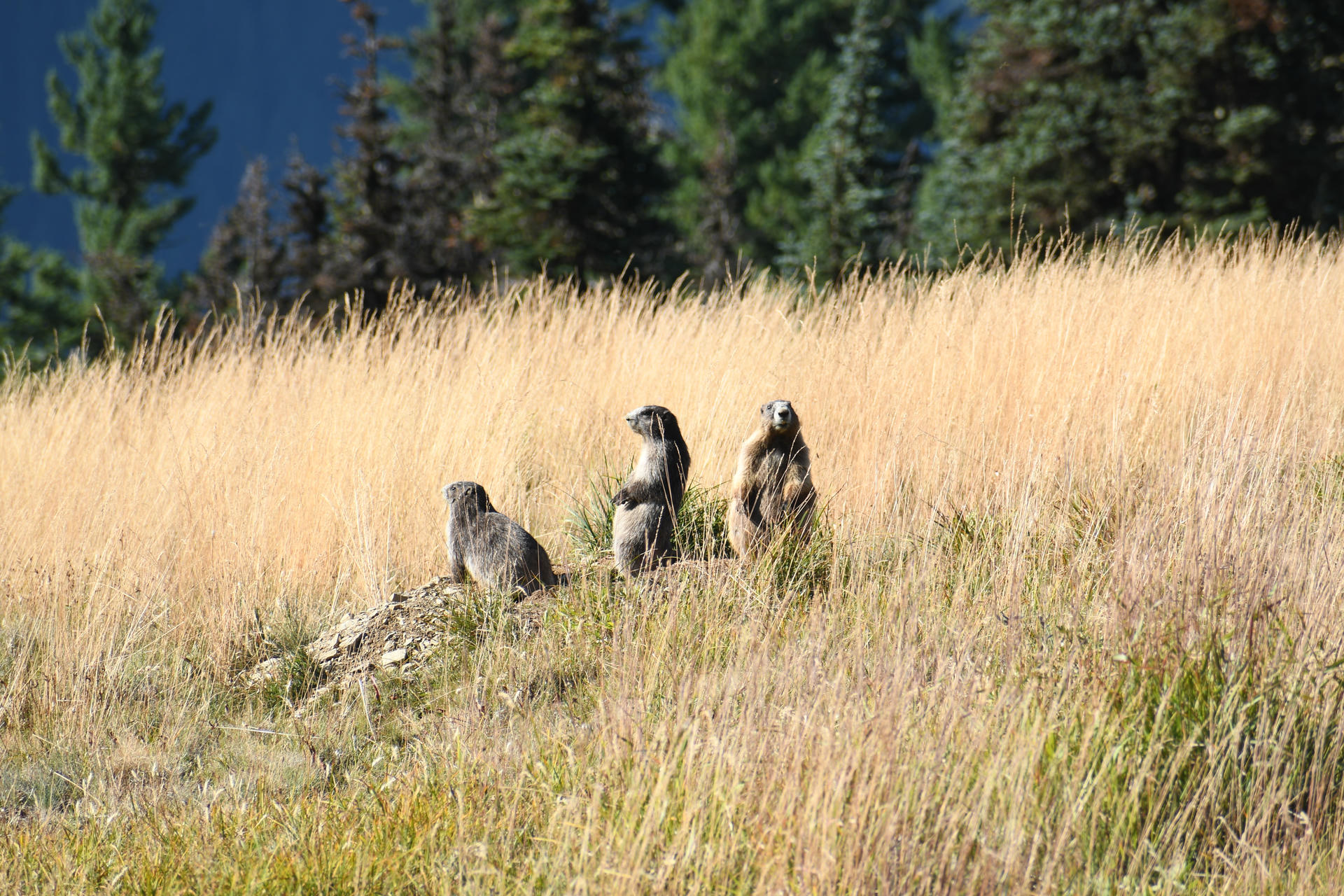 Three Olympic marmots are standing alert in a grassy field, surrounded by tall, golden-brown grass. The sunlight highlights their fur as they observe their surroundings.