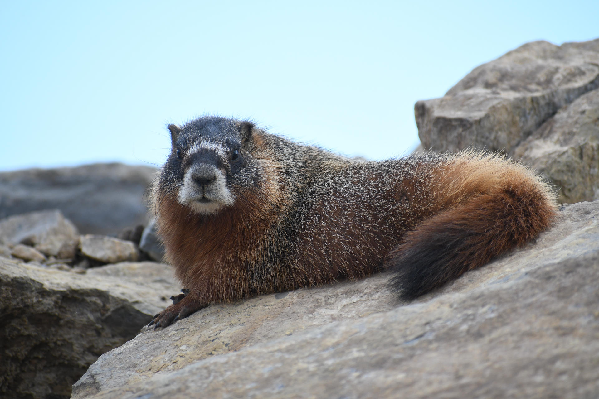 A yellow-bellied marmot is lying on a rocky surface, looking directly at the camera with its body stretched out and its bushy tail visible. The background consists of more rocks and a clear sky.