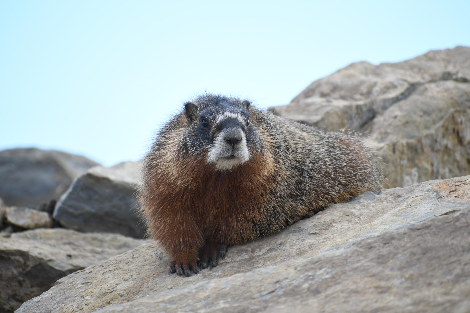 A yellow-bellied marmot rests on a rocky surface, gazing directly at the camera with its thick fur and distinctive markings clearly visible. The background features smooth, light-colored rocks under a pale sky.