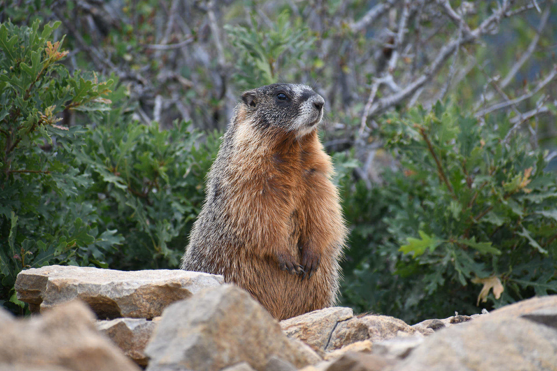 A yellow-bellied marmot stands upright on its hind legs among rocks, with green foliage and branches in the background. Its fur is a mix of brown, yellow, and gray, and it appears alert and watchful.