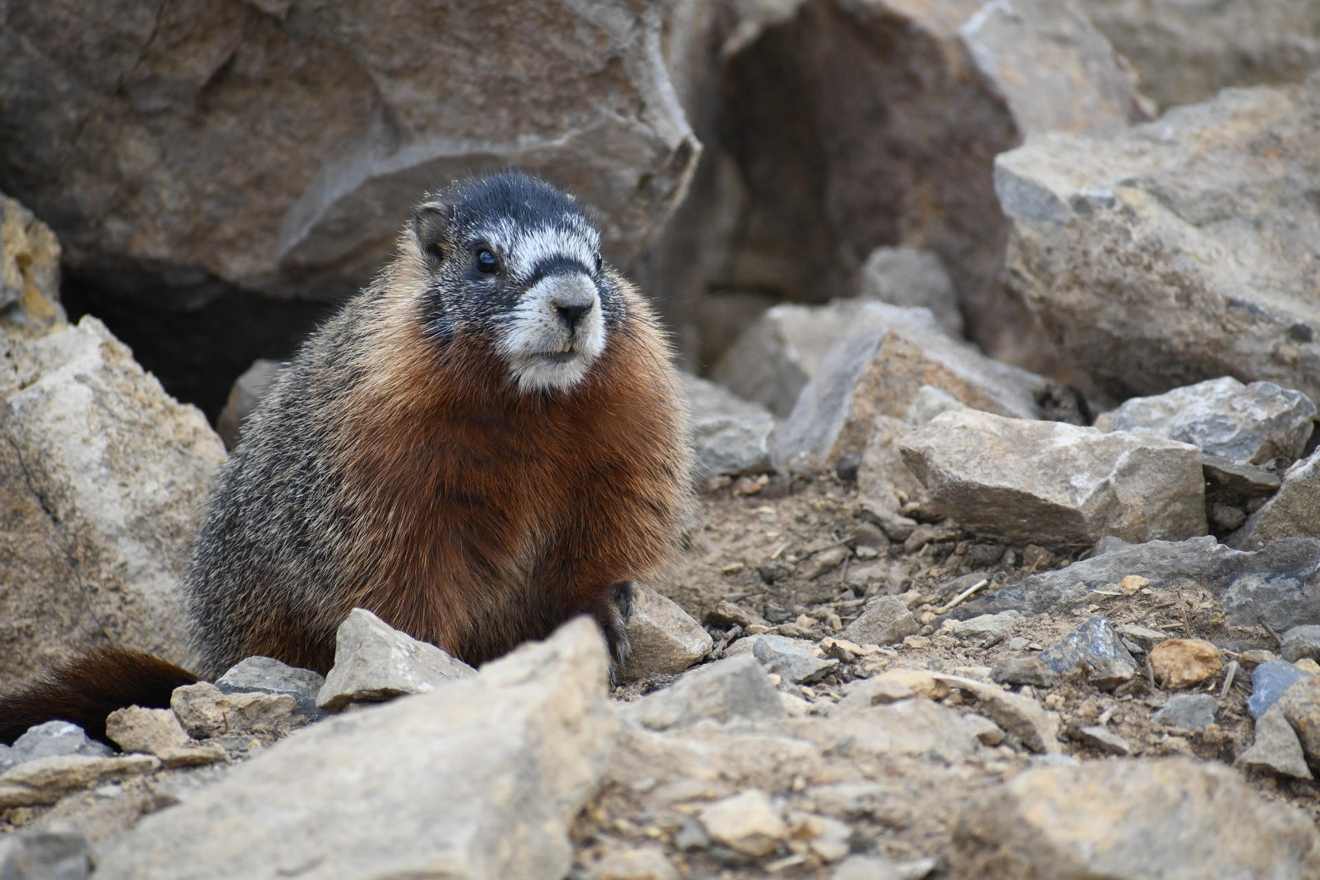 A yellow-bellied marmot sits among large, light-colored rocks, its thick fur blending shades of brown, gold, and gray. The marmot looks alert, with its face framed by white markings and dark eyes.