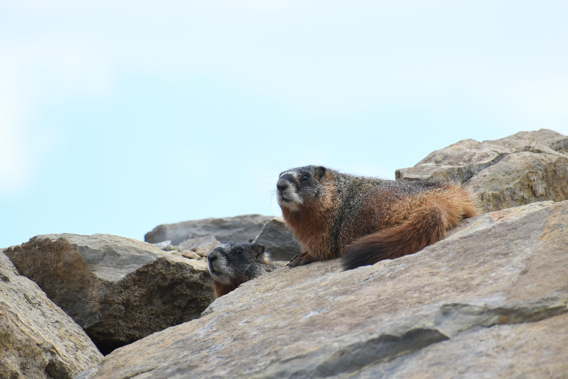 A yellow-bellied marmot is resting on a large, light-colored rock, with its thick brown and yellow fur visible against the pale sky. Another marmot is partially visible beside it, blending into the rocky surroundings.