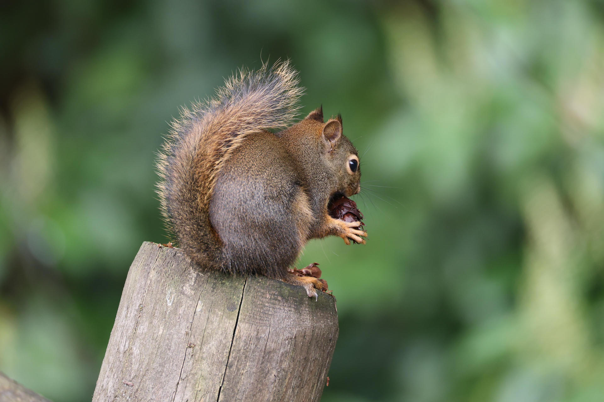 A pine squirrel is perched on a wooden fence post, holding a nut in its front paws with its bushy tail arched over its back. The background is a soft blur of green, highlighting the squirrel's reddish-brown fur.