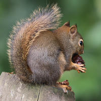 A pine squirrel is perched on a wooden fence post, holding a nut in its front paws with its bushy tail arched over its back. The background is a soft blur of green, highlighting the squirrel's reddish-brown fur.