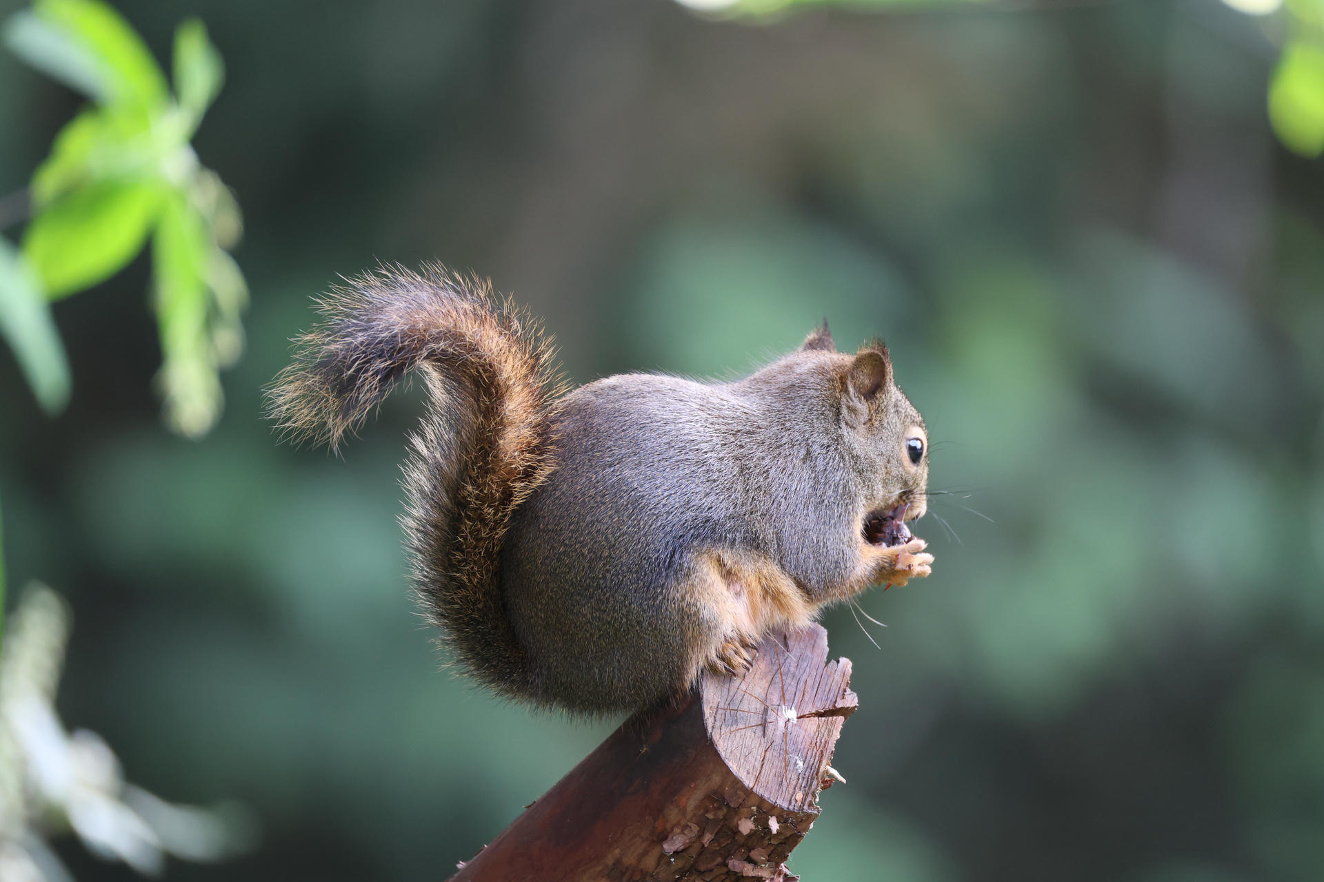 A pine squirrel is perched on the end of a branch, holding food in its mouth with its bushy tail curled upwards. The background is softly blurred, drawing attention to the squirrel’s alert posture and detailed fur.