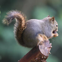A pine squirrel is perched on the end of a branch, holding food in its mouth with its bushy tail curled upwards. The background is softly blurred, drawing attention to the squirrel’s alert posture and detailed fur.