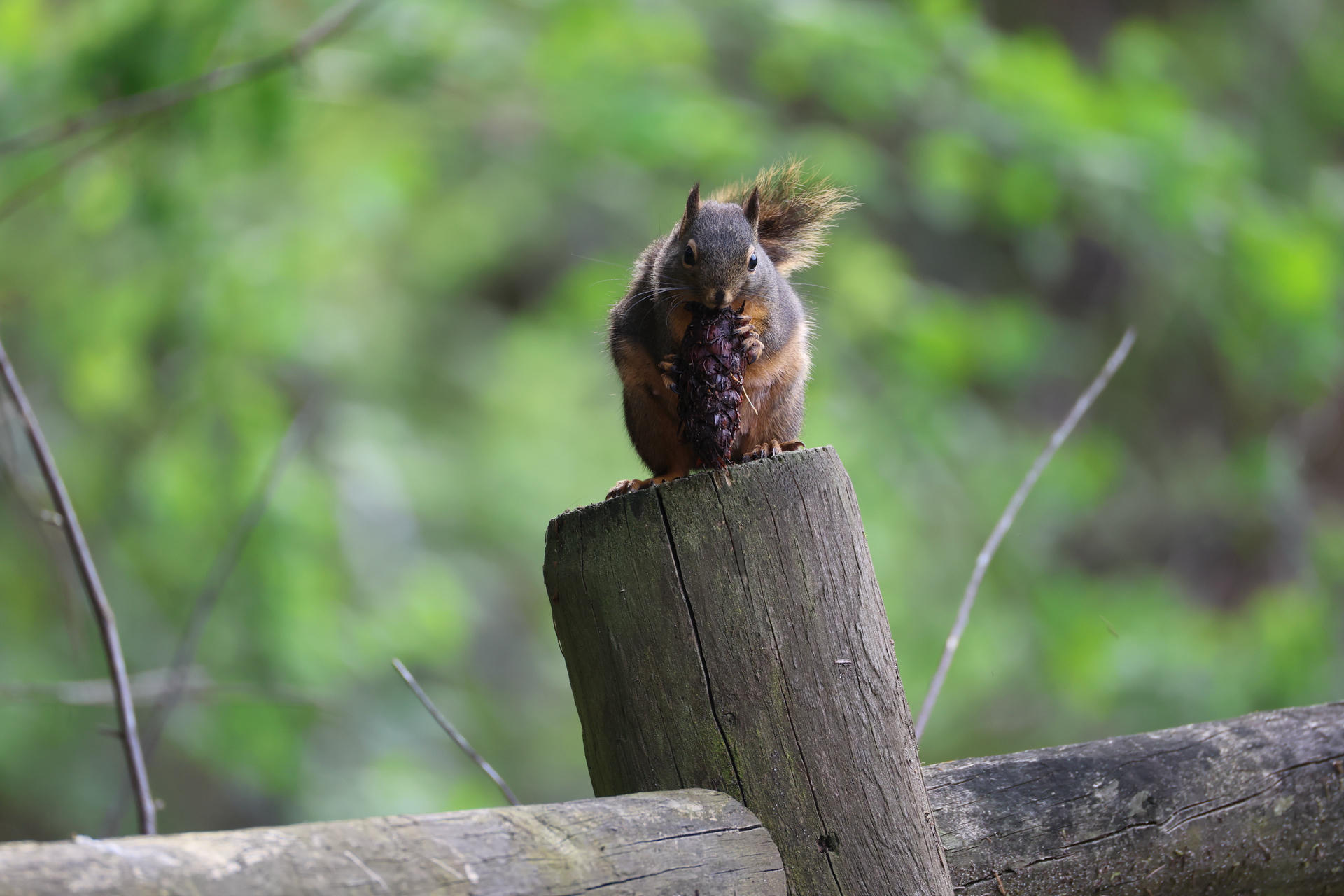 A pine squirrel sits upright on a wooden fence post, holding and nibbling on a pine cone with its front paws. The background is softly blurred with shades of green, highlighting the squirrel's bushy tail and alert posture.