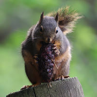 A pine squirrel sits upright on a wooden fence post, holding and nibbling on a pine cone with its front paws. The background is softly blurred with shades of green, highlighting the squirrel's bushy tail and alert posture.