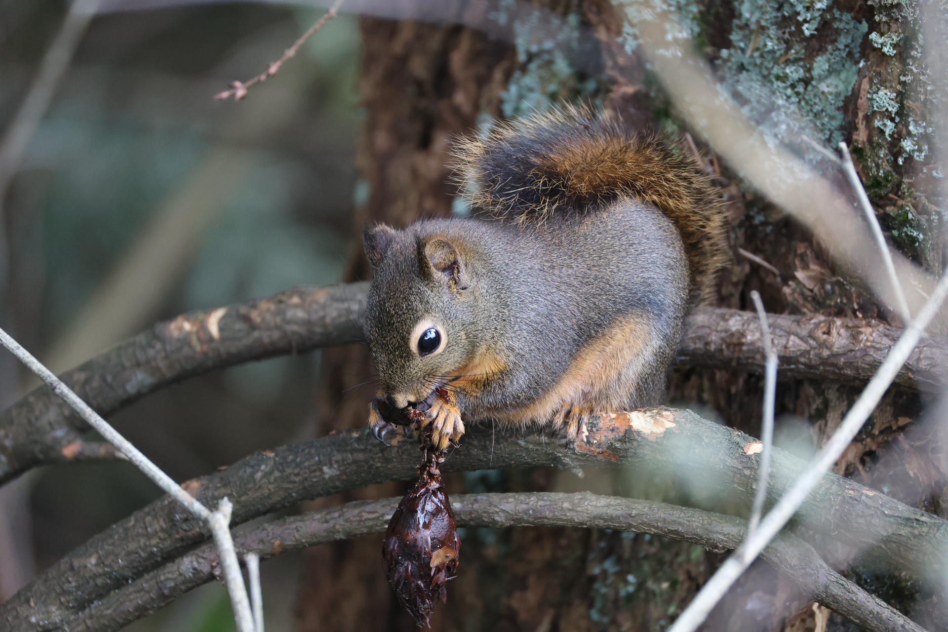 A pine squirrel is perched on a tree branch, nibbling on a small piece of food with its paws. Its bushy tail curls over its back, and its fur appears soft and dense.