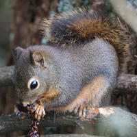 A pine squirrel is perched on a tree branch, nibbling on a small piece of food with its paws. Its bushy tail curls over its back, and its fur appears soft and dense.
