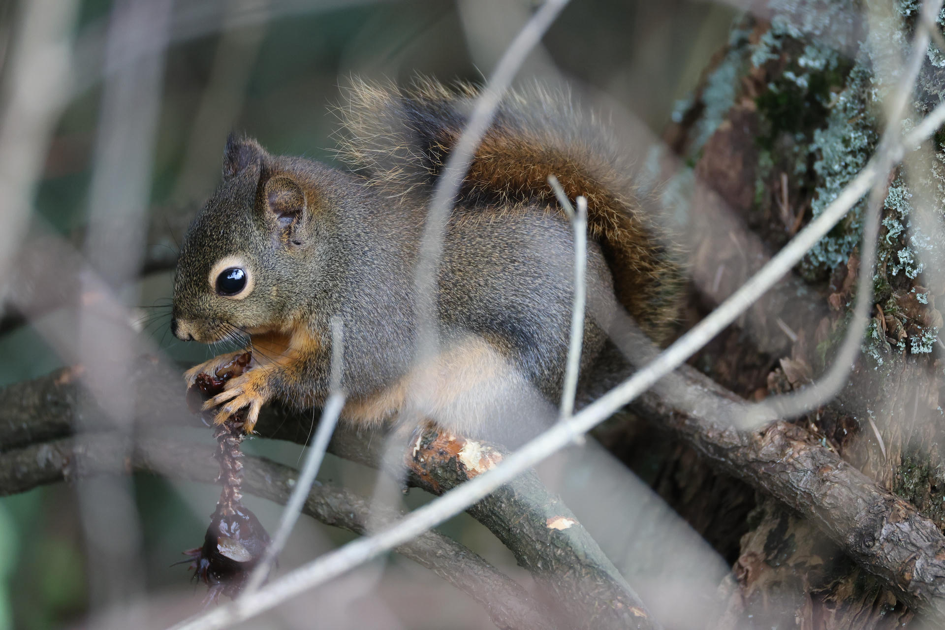 A pine squirrel is perched among tree branches, holding and nibbling on a pine cone. Its bushy tail and alert eyes are clearly visible as it focuses on its meal.