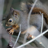 A pine squirrel is perched among tree branches, holding and nibbling on a pine cone. Its bushy tail and alert eyes are clearly visible as it focuses on its meal.