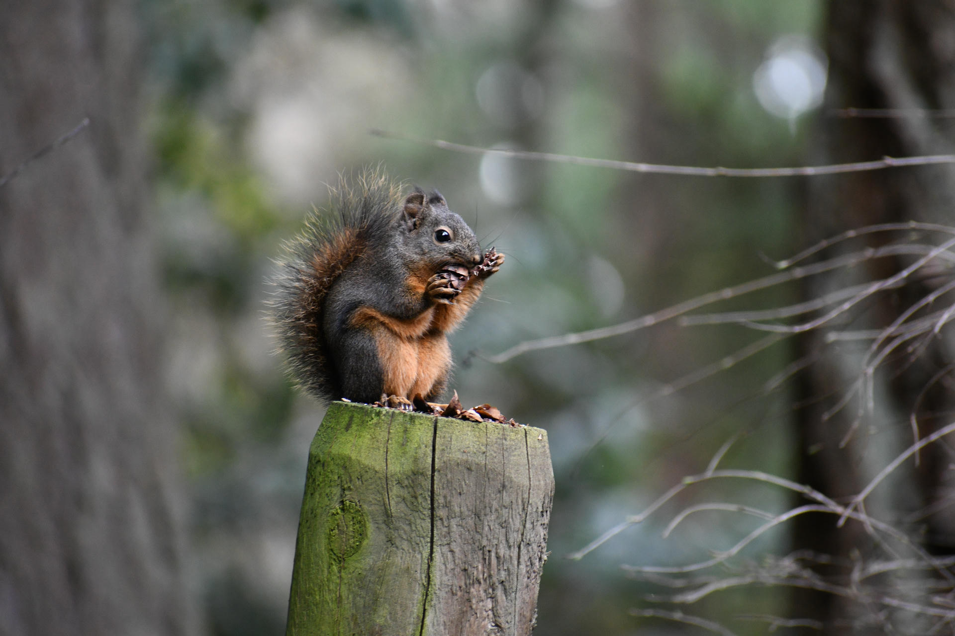 A pine squirrel sits upright on a wooden post, holding and nibbling on a pine cone with its tiny paws. Its bushy tail is fluffed up behind it, and the background is softly blurred with greenery.