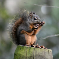 A pine squirrel sits upright on a wooden post, holding and nibbling on a pine cone with its tiny paws. Its bushy tail is fluffed up behind it, and the background is softly blurred with greenery.