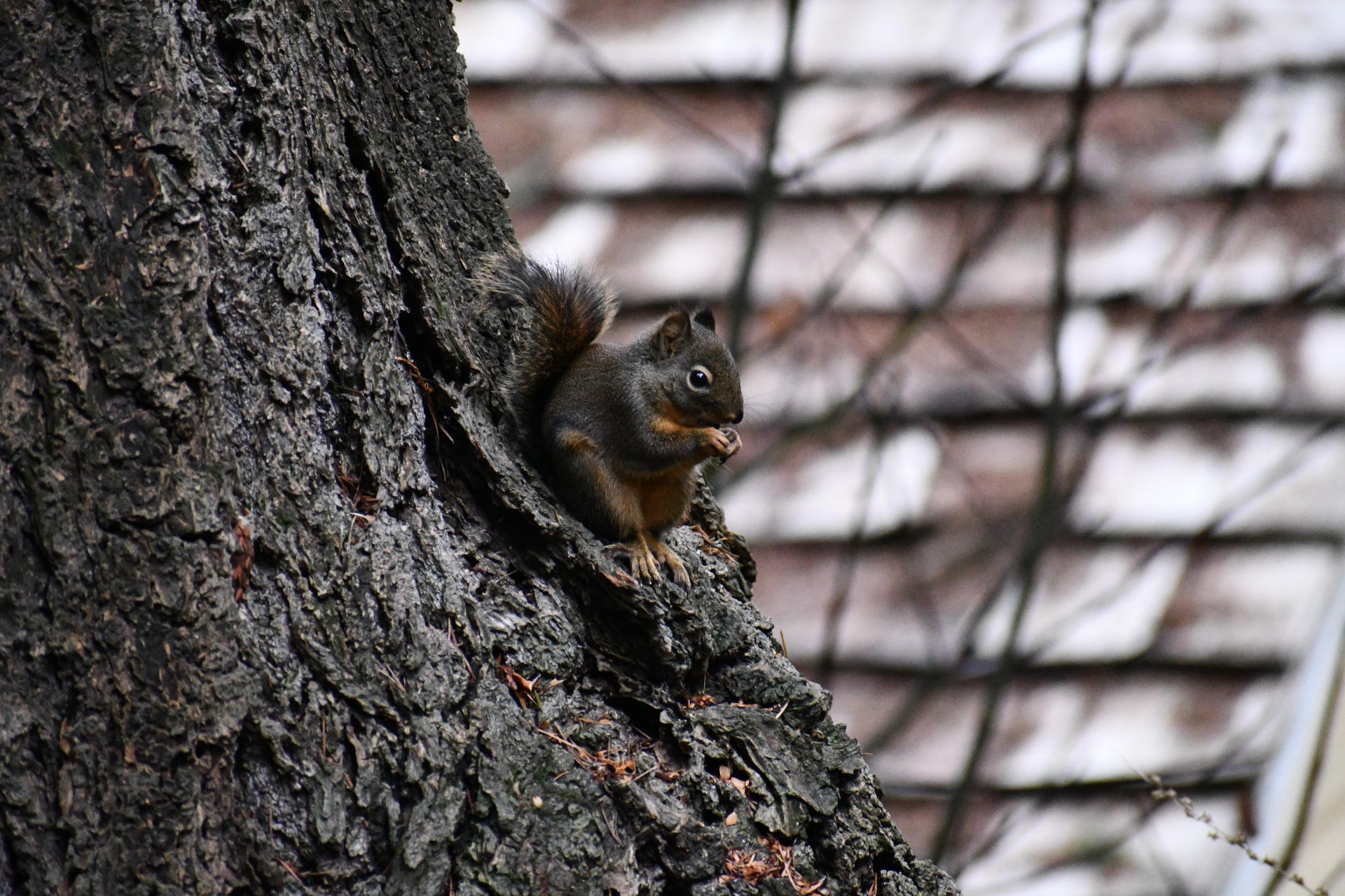 A pine squirrel is perched on the side of a tree trunk, holding food in its front paws and nibbling. Its bushy tail is curled behind it, and the background is softly blurred.