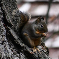 A pine squirrel is perched on the side of a tree trunk, holding food in its front paws and nibbling. Its bushy tail is curled behind it, and the background is softly blurred.