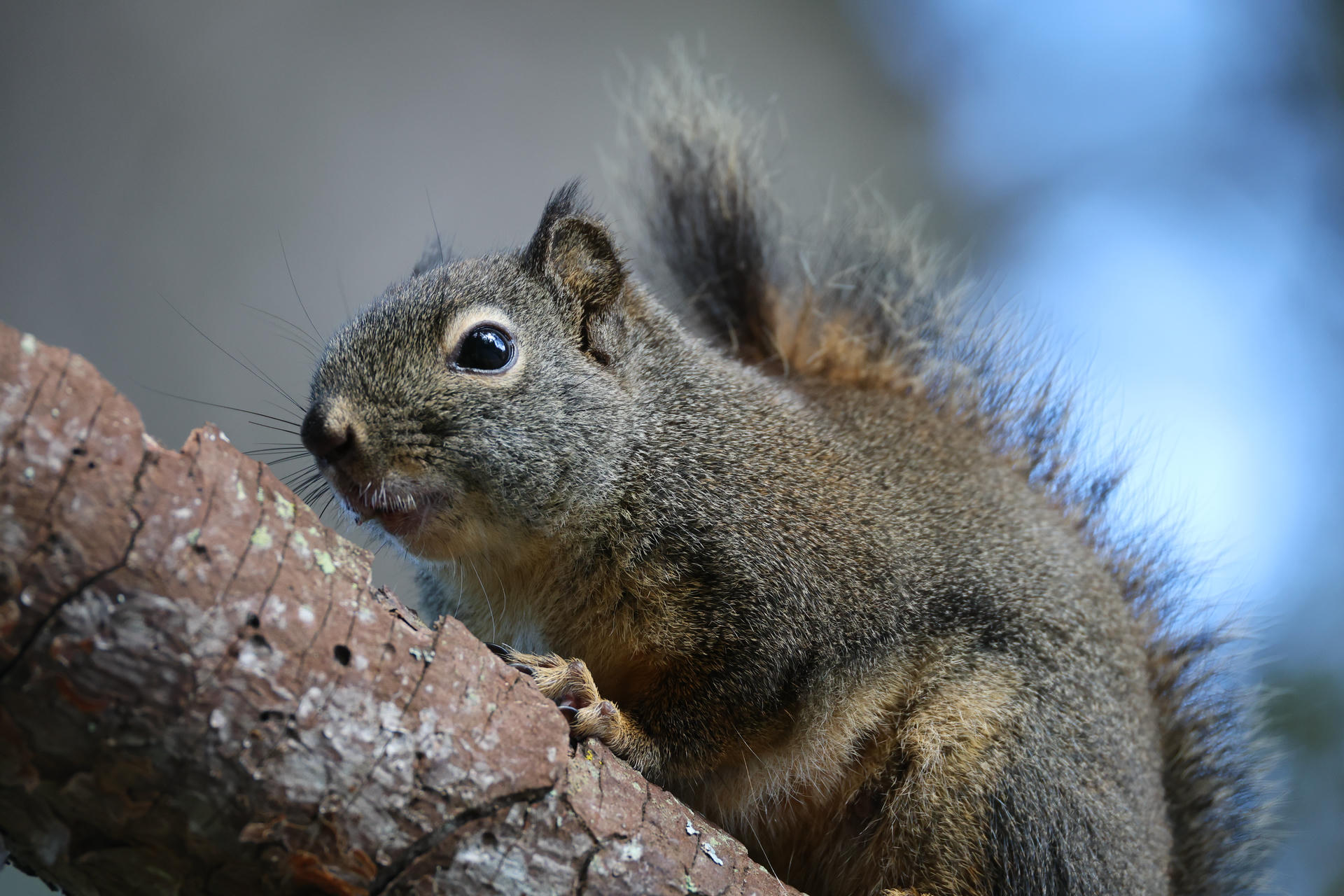 A pine squirrel is perched on a tree branch, its fur a mix of brown and reddish tones with a bushy tail visible behind it. The squirrel's large, dark eyes and alert posture suggest it is attentively observing its surroundings.