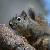 A pine squirrel is perched on a tree branch, its fur a mix of brown and reddish tones with a bushy tail visible behind it. The squirrel's large, dark eyes and alert posture suggest it is attentively observing its surroundings.