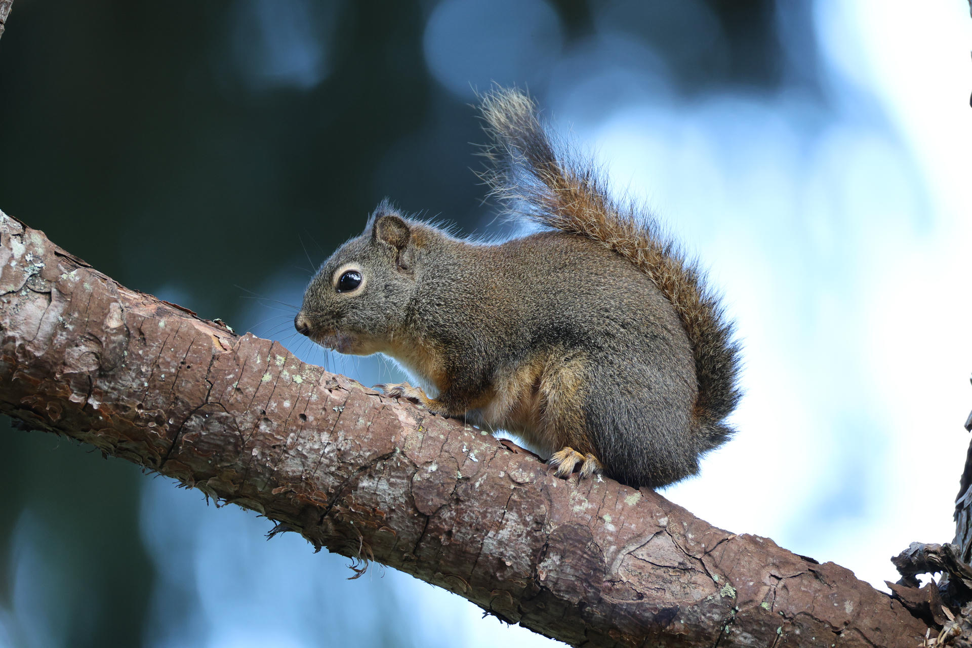 A pine squirrel is perched on a tree branch, its bushy tail arched over its back and its fur highlighted by natural light. The background is softly blurred, drawing attention to the squirrel's alert posture.