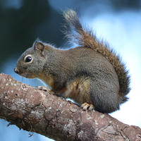 A pine squirrel is perched on a tree branch, its bushy tail arched over its back and its fur highlighted by natural light. The background is softly blurred, drawing attention to the squirrel's alert posture.