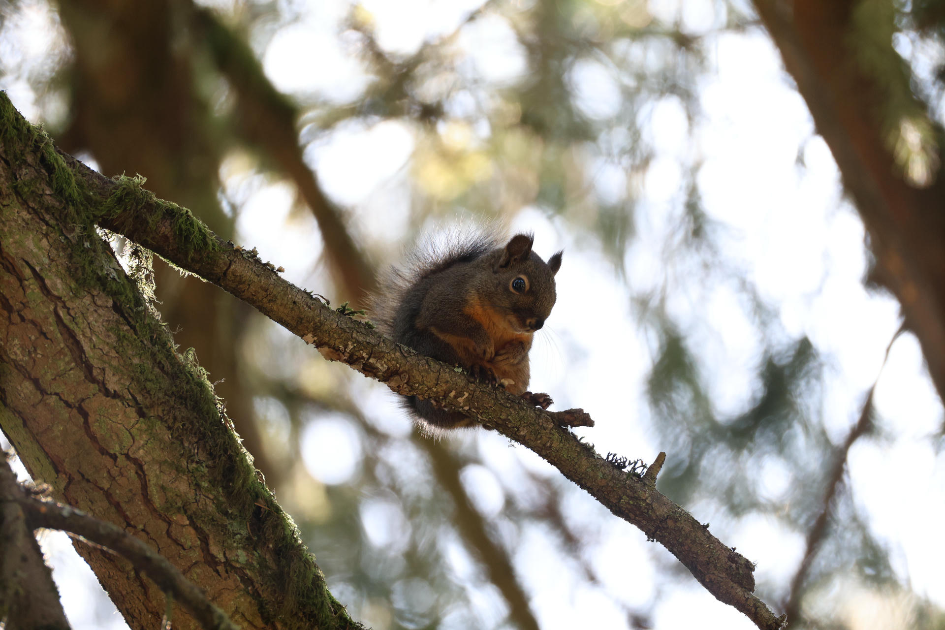 A pine squirrel with a bushy tail sits alertly on a tree branch, surrounded by soft, natural light filtering through the leaves. Its reddish-brown fur and white underbelly are visible as it looks downward.