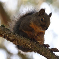 A pine squirrel with a bushy tail sits alertly on a tree branch, surrounded by soft, natural light filtering through the leaves. Its reddish-brown fur and white underbelly are visible as it looks downward.