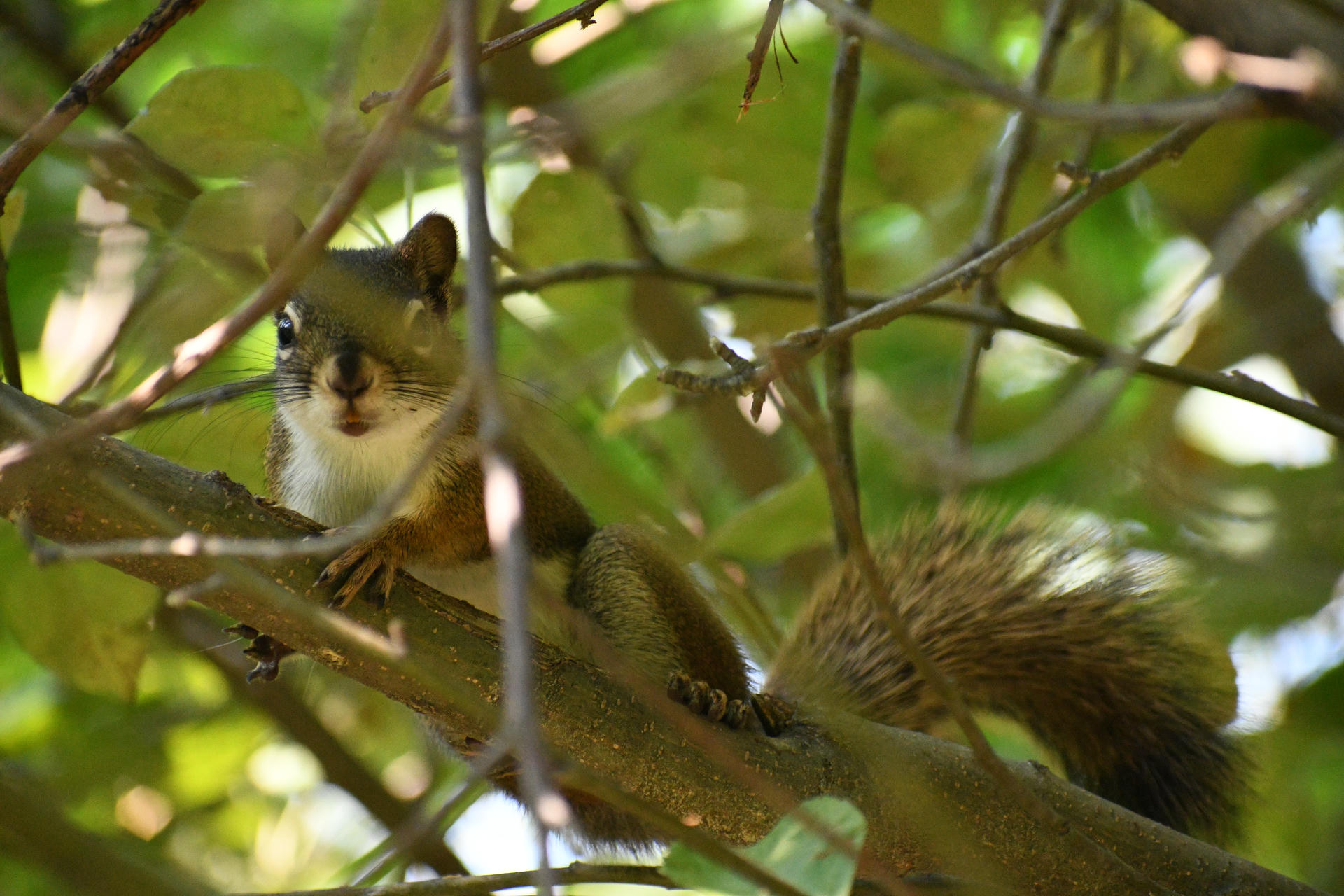 A pine squirrel is perched on a tree branch, partially hidden among the leaves and twigs. Sunlight filters through the foliage, highlighting its bushy tail and alert expression.