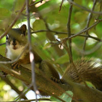A pine squirrel is perched on a tree branch, partially hidden among the leaves and twigs. Sunlight filters through the foliage, highlighting its bushy tail and alert expression.