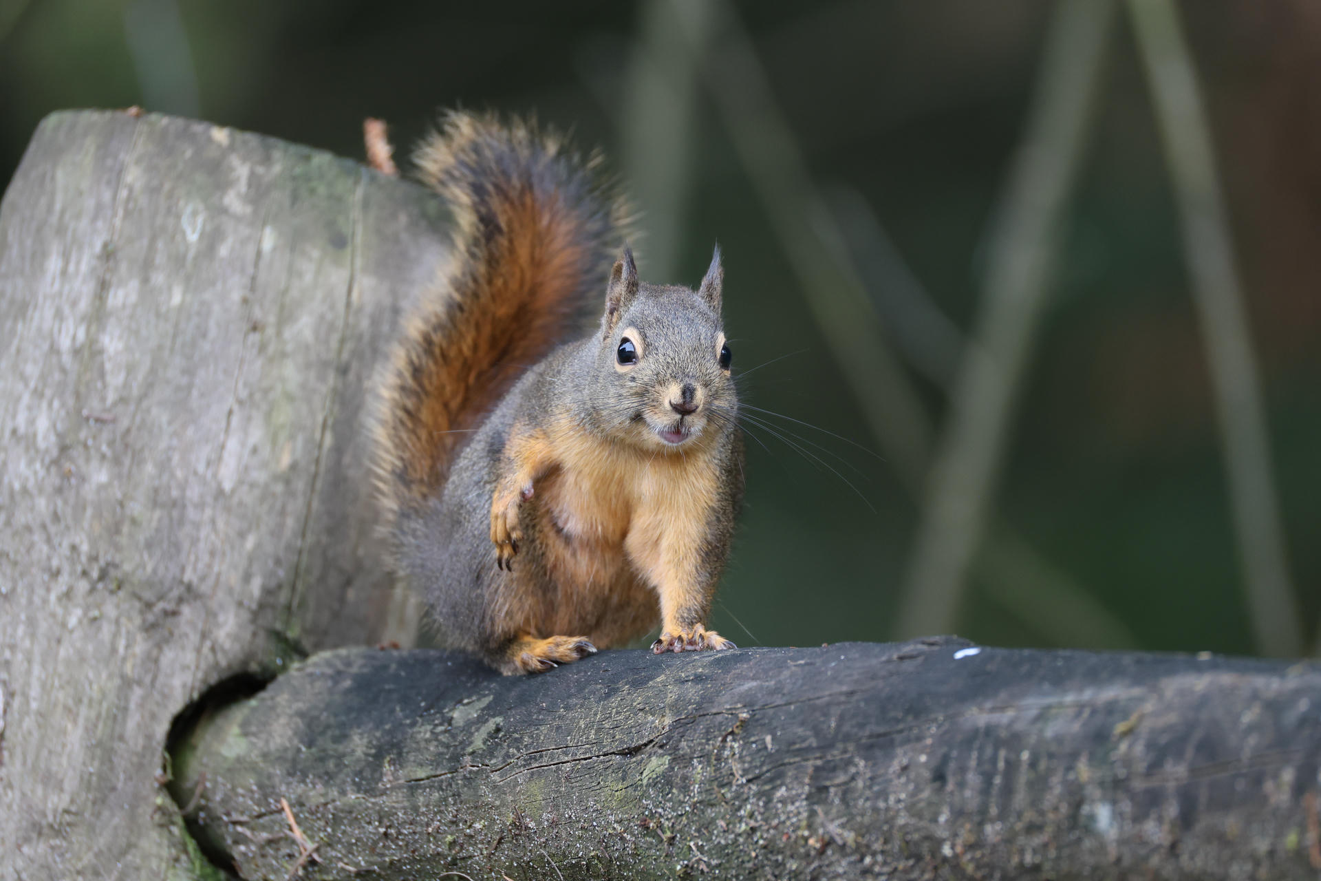 A pine squirrel with a bushy tail stands alert on a wooden fence, looking directly at the camera. Its reddish-brown fur and white belly are clearly visible against the blurred natural background.