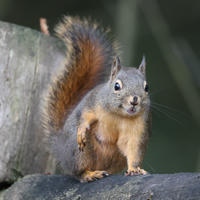 pine squirrel on fence 2