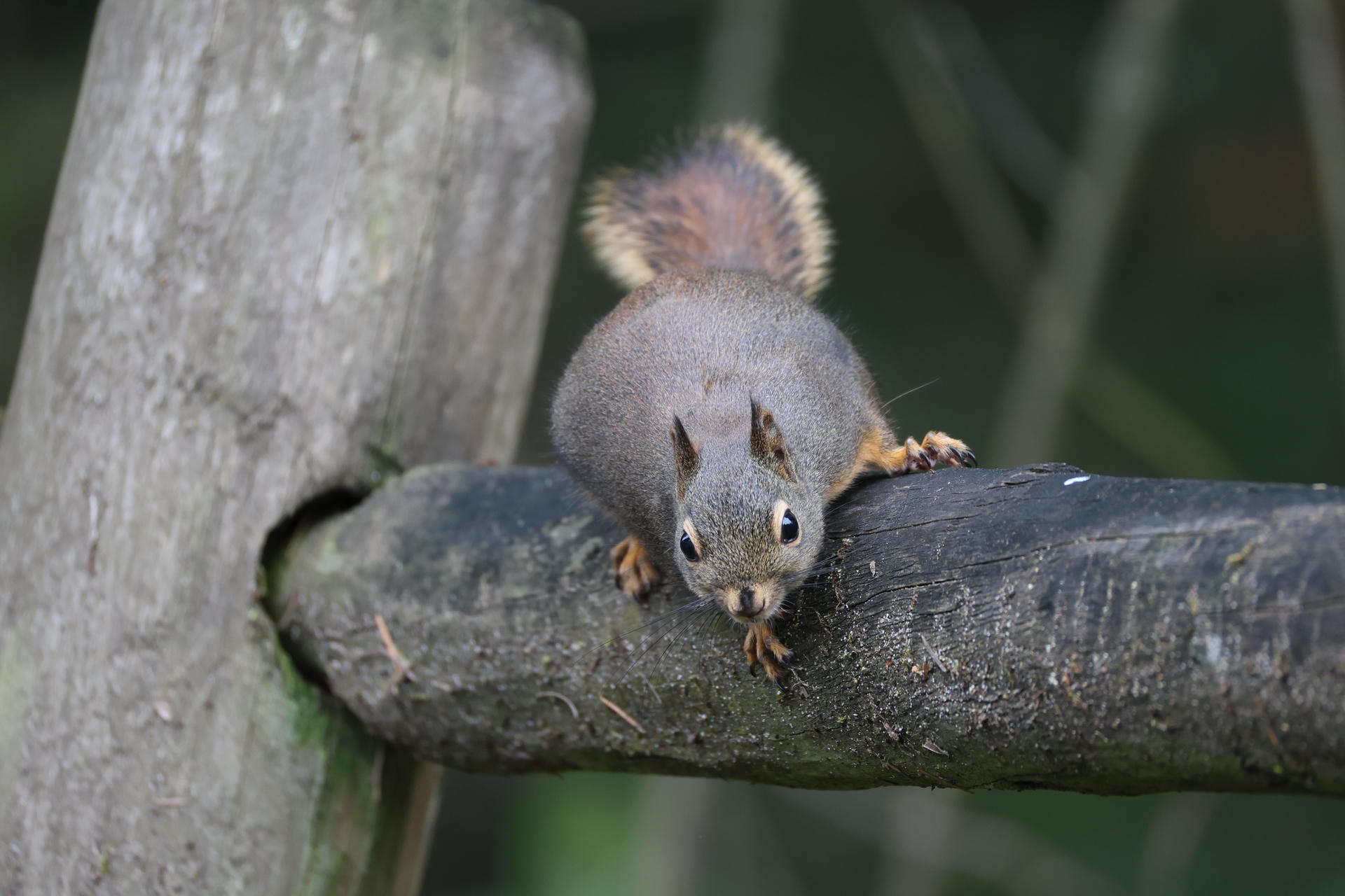 A pine squirrel is perched on a wooden fence, facing the camera with its bushy tail arched over its back. Its small paws grip the fence as it looks alert and curious.