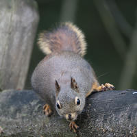 A pine squirrel is perched on a wooden fence, facing the camera with its bushy tail arched over its back. Its small paws grip the fence as it looks alert and curious.