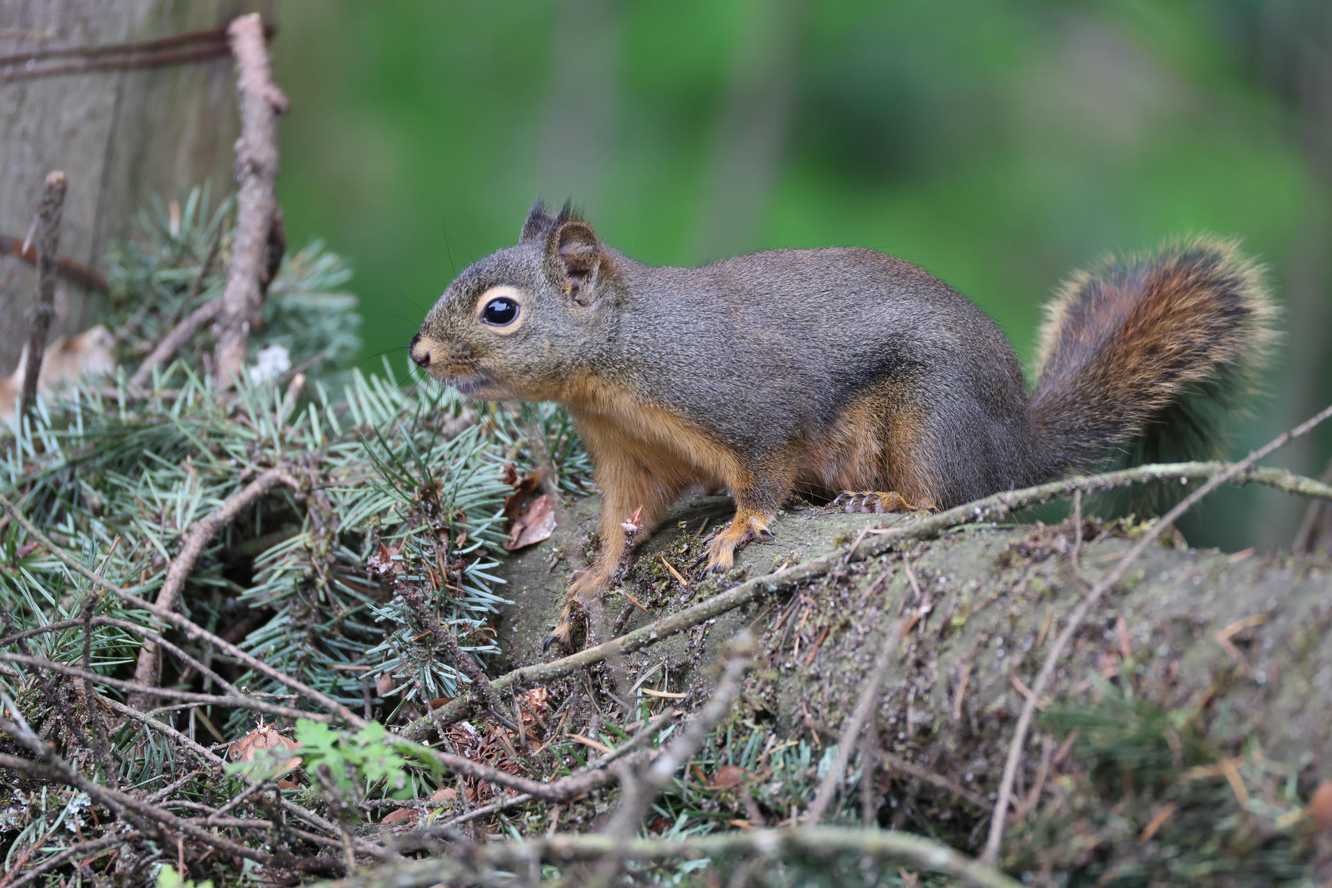 A pine squirrel stands alert on a wooden fence, its reddish-brown fur contrasting with the greenery in the background. The squirrel’s bushy tail is visible as it looks attentively to the side.