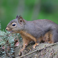 A pine squirrel stands alert on a wooden fence, its reddish-brown fur contrasting with the greenery in the background. The squirrel’s bushy tail is visible as it looks attentively to the side.