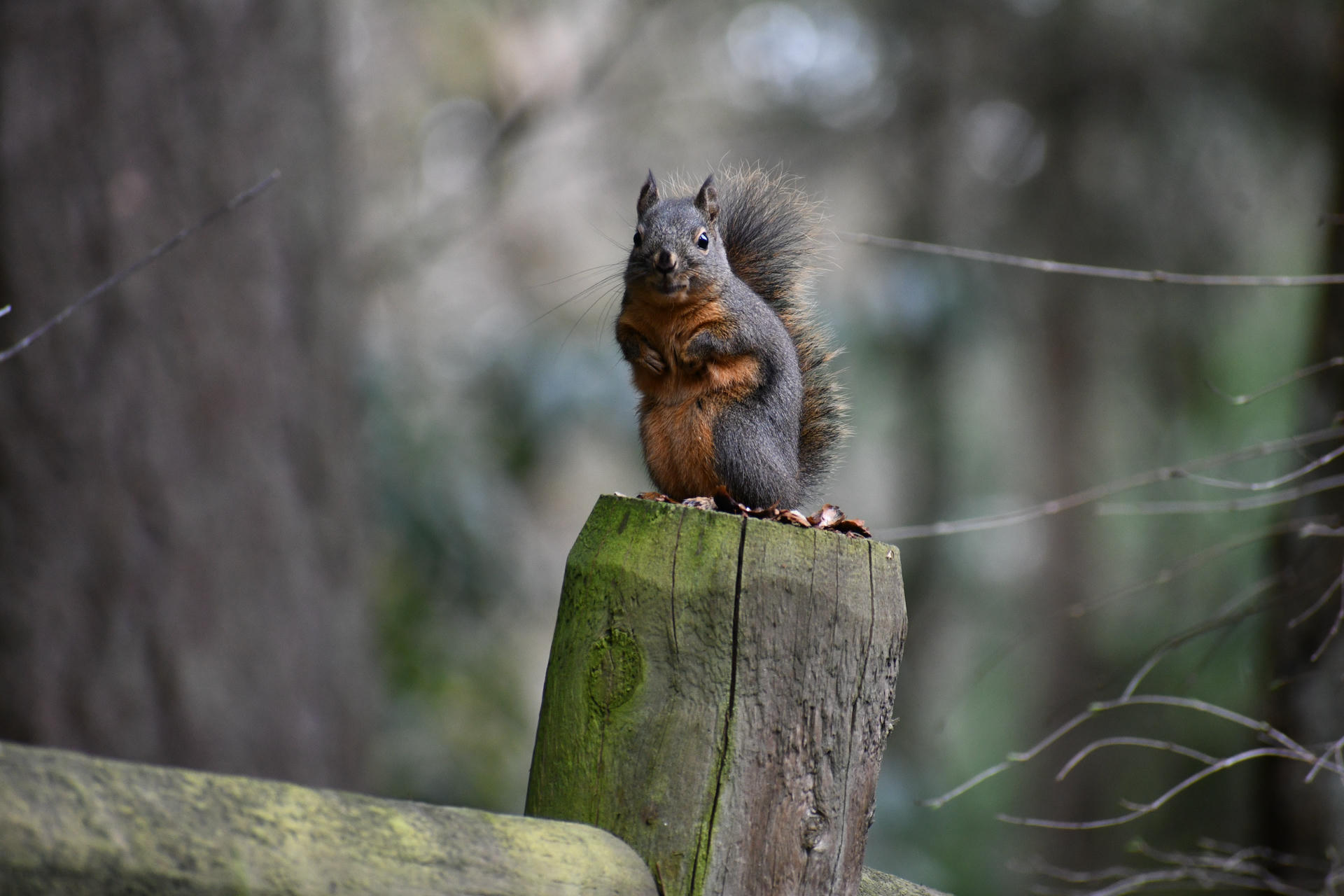 A pine squirrel with a bushy tail and reddish-brown fur on its belly is perched upright on a wooden post, surrounded by a blurred forest background. The squirrel appears alert and is looking directly at the camera.