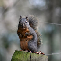 A pine squirrel with a bushy tail and reddish-brown fur on its belly is perched upright on a wooden post, surrounded by a blurred forest background. The squirrel appears alert and is looking directly at the camera.