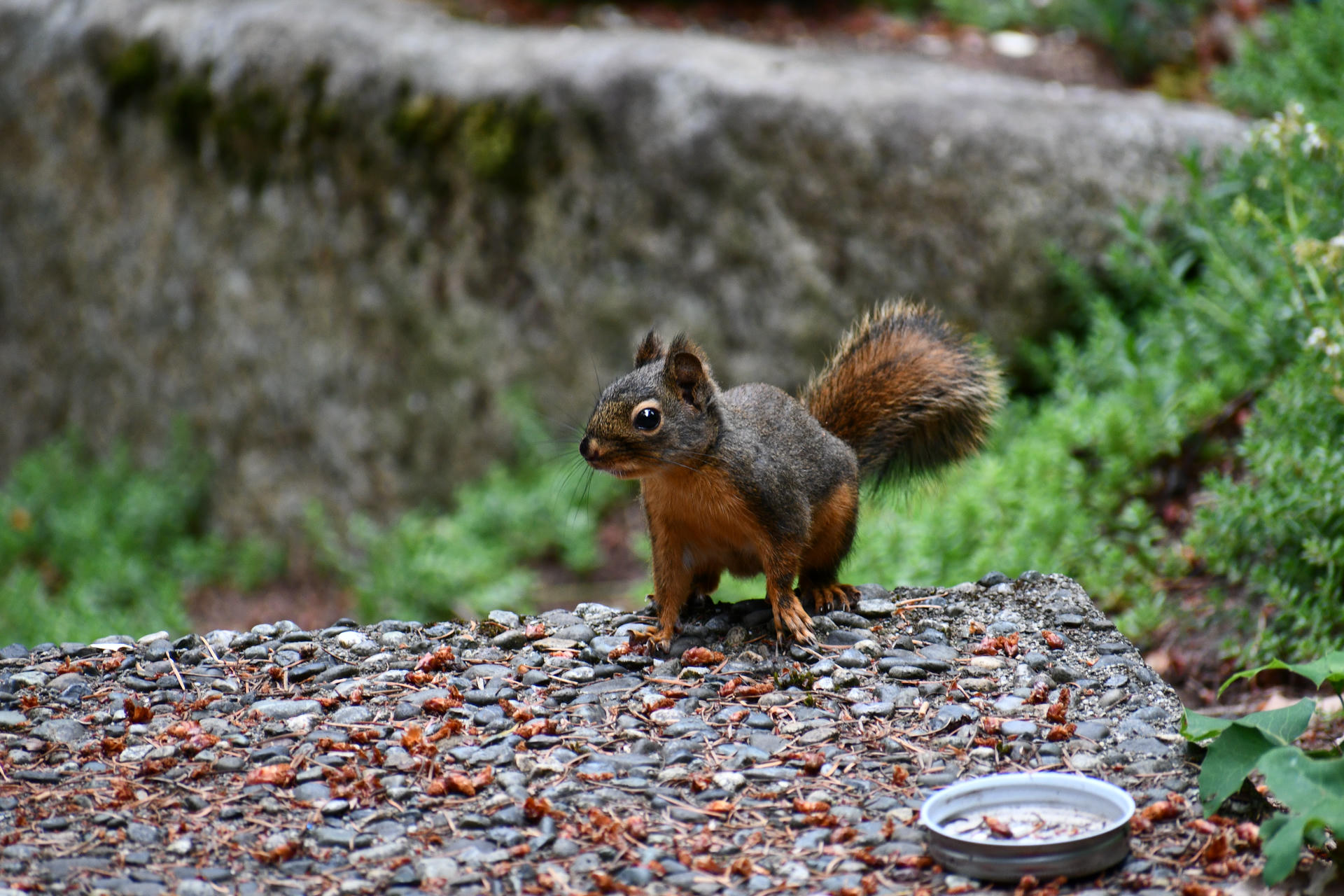 A pine squirrel with a bushy tail stands alert on a gravelly surface, surrounded by green foliage and a blurred natural background. Its fur is a mix of reddish-brown and darker tones, and it appears to be attentively observing its surroundings.